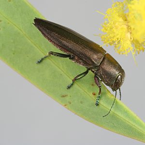 Melobasis sordida, PL1059, male, on Acacia quornensis, EP, 11.1 × 3.8 mm
